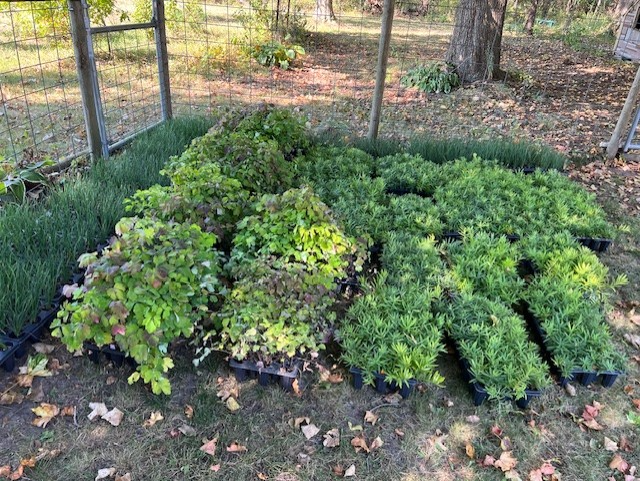 Flats of plugs in a fenced in area. 
